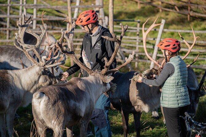 Electric Fatbike Trip to the Reindeer Farm - Arriving at the Reindeer Farm: Feeding Time That Feels Real