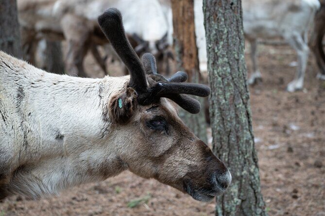Electric Fatbike Trip to the Reindeer Farm - Who Should Book This Electric Reindeer Trip