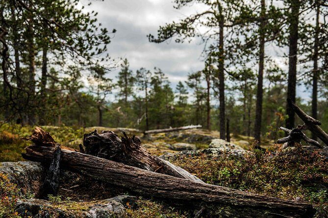 Explore the Wilderness (Summer & Autumn) - Vikaköngäs and the Walk That Rewards Good Shoes