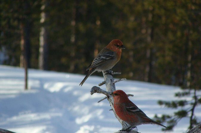 Explore Winter Woods: Snowshoe walk with local Biologist - The kota ending: open-fire hot drinks and local snacks
