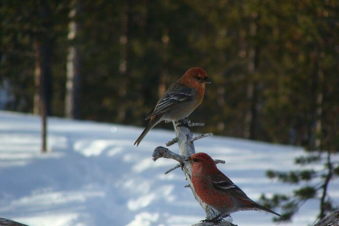Explore Winter Woods: Snowshoe walk with local Biologist - What you do first: Arctic home intro and fitting for snowshoes