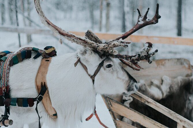 Family day: Reindeer, Husky and Snowmobiling in Levi - Husky farm sleigh ride: fast dogs, short moments, big energy