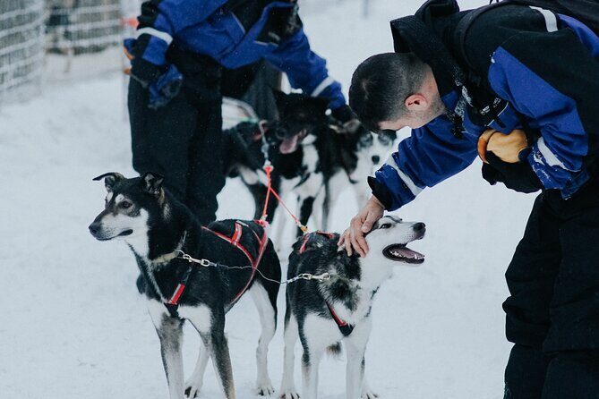 Family day: Reindeer, Husky and Snowmobiling in Levi - Reindeer farm sleigh ride: slower charm, more patience