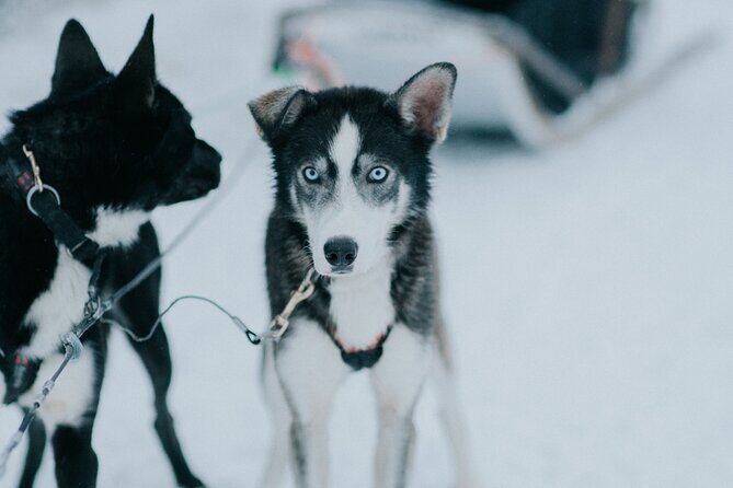 Family day: Reindeer, Husky and Snowmobiling in Levi - Kids mini-snowmobile track (ages 4–12): what to expect and how to prep