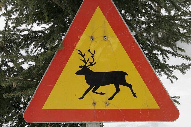 Forest Trail Reindeer Safari - Where You Meet in Rovaniemi (and Why It Matters)