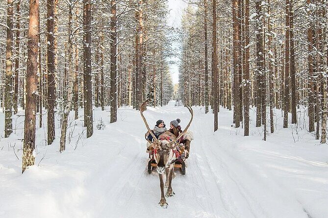 Forest Trail Reindeer Safari - The 2 km Forest Trail Sled Ride: Real Snow, Real Pace