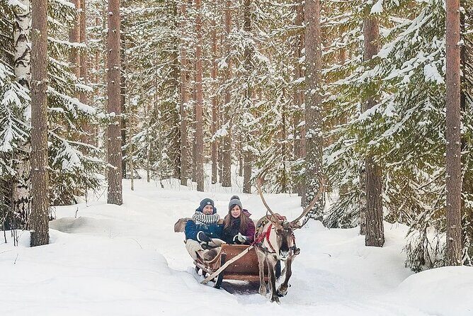 Forest Trail Reindeer Safari - Learning From Herders in English (Meet the Guides You Might Get)