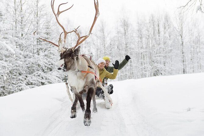 Forest Trail Reindeer Safari - Guide-Driven Timing: When Photos Take a Little Patience