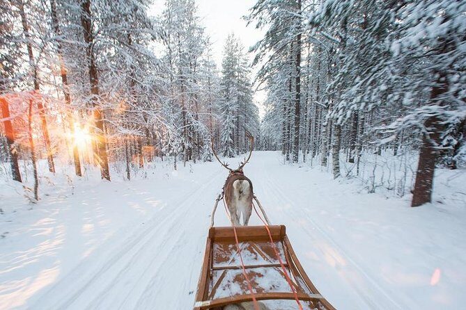 Forest Trail Reindeer Safari - Price and What You’re Actually Paying For ($225.18)