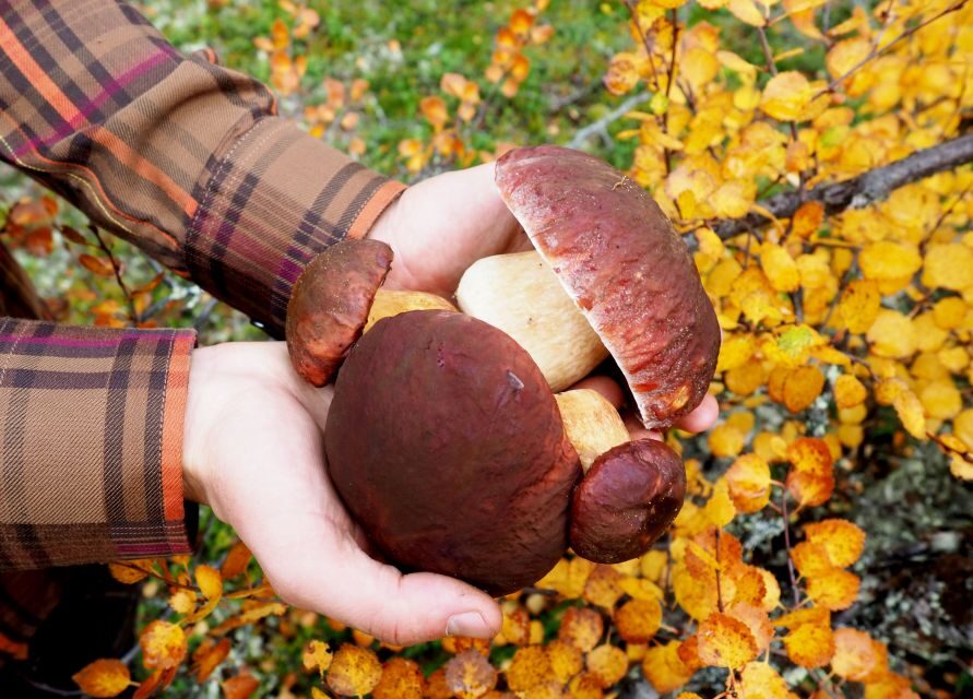 From Helsinki: Mushroom Hunting Tour in a National Park - Key things to know before you go