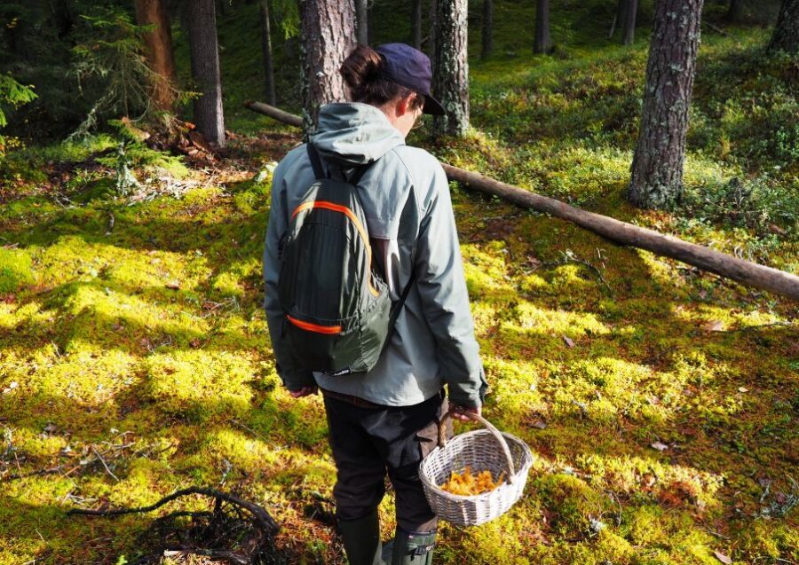 From Helsinki: Mushroom Hunting Tour in a National Park - Weather, timing, and what to pack so you stay comfortable