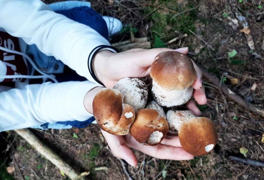 From Helsinki: Mushroom Hunting Tour in a National Park - The hike and forest stops: where the hunt actually happens