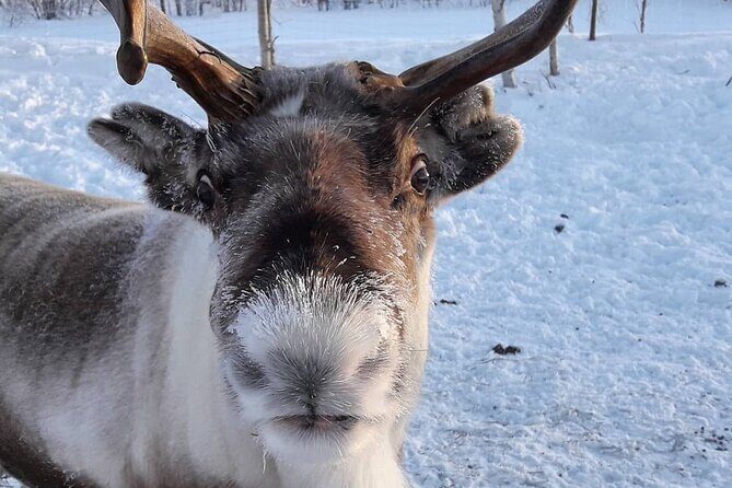 From Ivalo: Ice Fishing Safari to Lake Inari, reindeers & lunch - Timing and how the day flows from 10:00 am