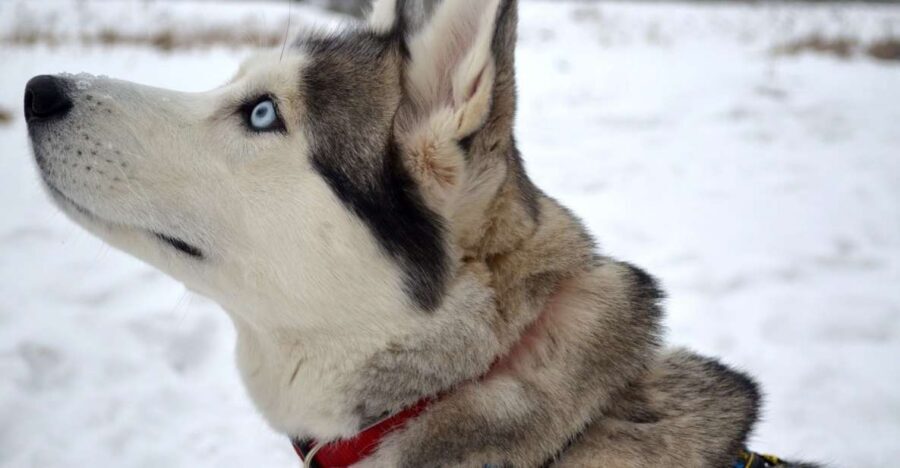From Rovaniemi: 5km Husky Sleigh Ride - A 5 km Husky Sled Ride That Balances Fun and Comfort
