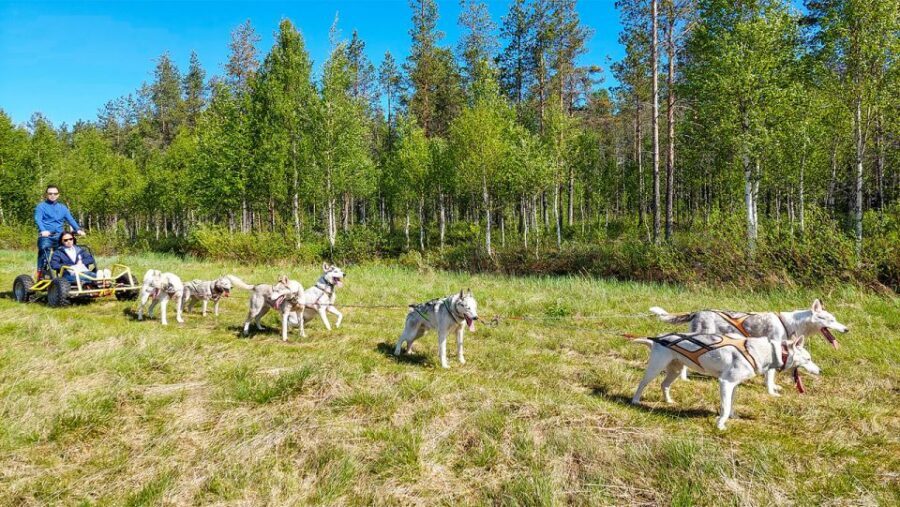 From Rovaniemi: Autumn Husky Safari Adventure - Key Highlights to Know Before You Go