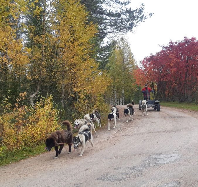 From Rovaniemi: Autumn Husky Safari Adventure - A 3-Hour Husky Safari Built for Real Lapland Days