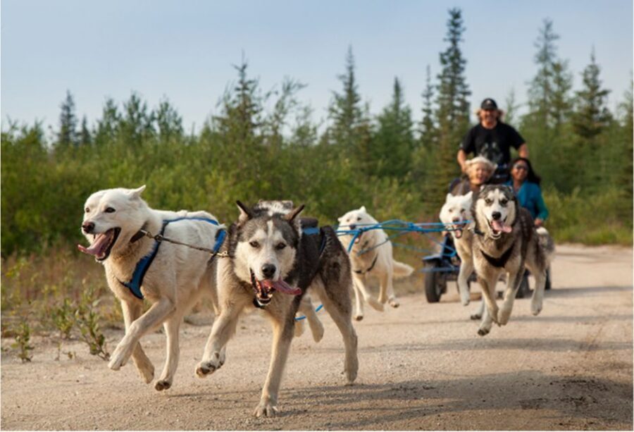 From Rovaniemi: Autumn Husky Safari Adventure - On-Site Introduction: Training, Safety, and How Husky Teams Work