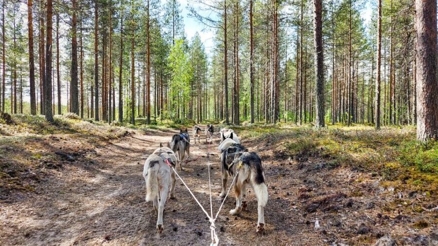 From Rovaniemi: Autumn Husky Safari Adventure - The Husky Carriage Ride Through Fall Forest (Plus a Frozen-Lake Stop)