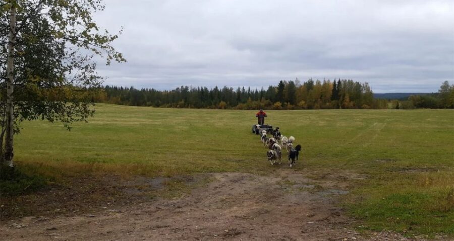 From Rovaniemi: Autumn Husky Safari Adventure - Back at the Farm: Breeding Talk, Cuddles, and Finnish Snacks