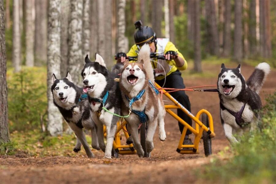 From Rovaniemi: Autumn Husky Safari Adventure - Small-Group Feel: Minimum Numbers and What That Means for You