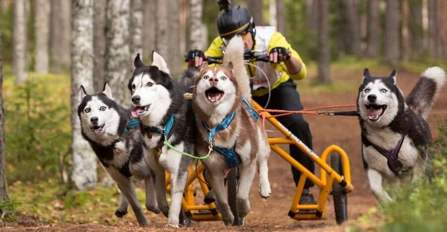 From Rovaniemi: Autumn Husky Safari Adventure - Practical Tips for a Smoother Husky Safari Morning
