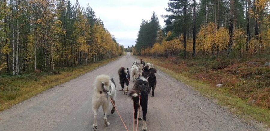 From Rovaniemi: Autumn Husky Safari Adventure - Getting There: Pickup in Rovaniemi and the Drive Time Reality