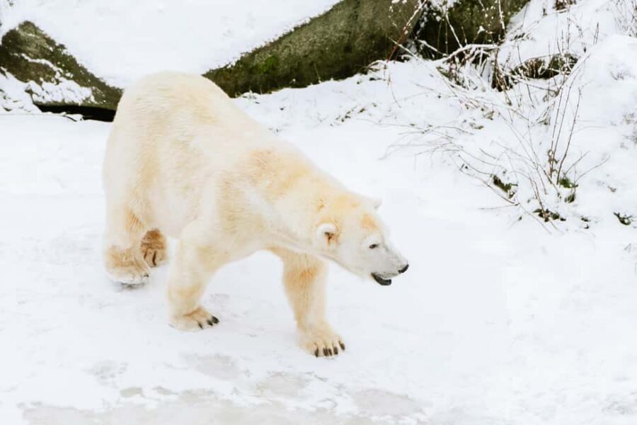 From Rovaniemi: Family Friendly Visit to Ranua Wildlife Park - Key highlights at a glance