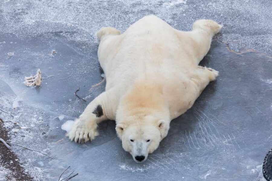 From Rovaniemi: Family Friendly Visit to Ranua Wildlife Park - Polar bears, arctic foxes, and the 50+ species factor