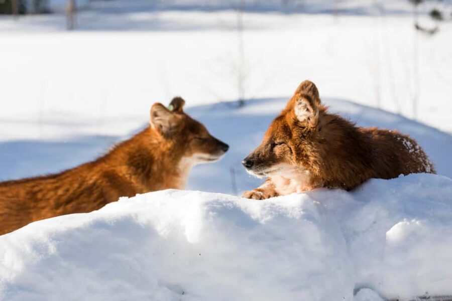 From Rovaniemi: Family Friendly Visit to Ranua Wildlife Park - Price and value: what $147 per person really buys you