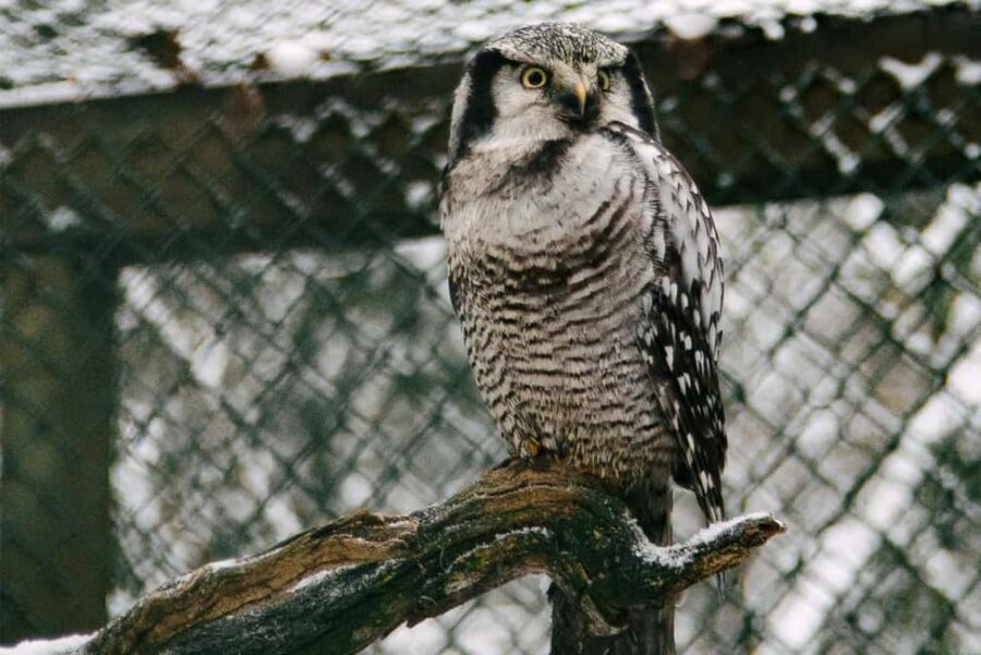 From Rovaniemi: Family Friendly Visit to Ranua Wildlife Park - Who should book this Ranua day trip (and who might not)
