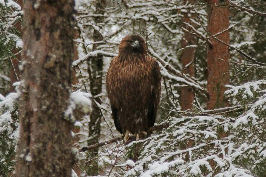 From Rovaniemi: Family Friendly Visit to Ranua Wildlife Park - Should you book this tour from Rovaniemi?