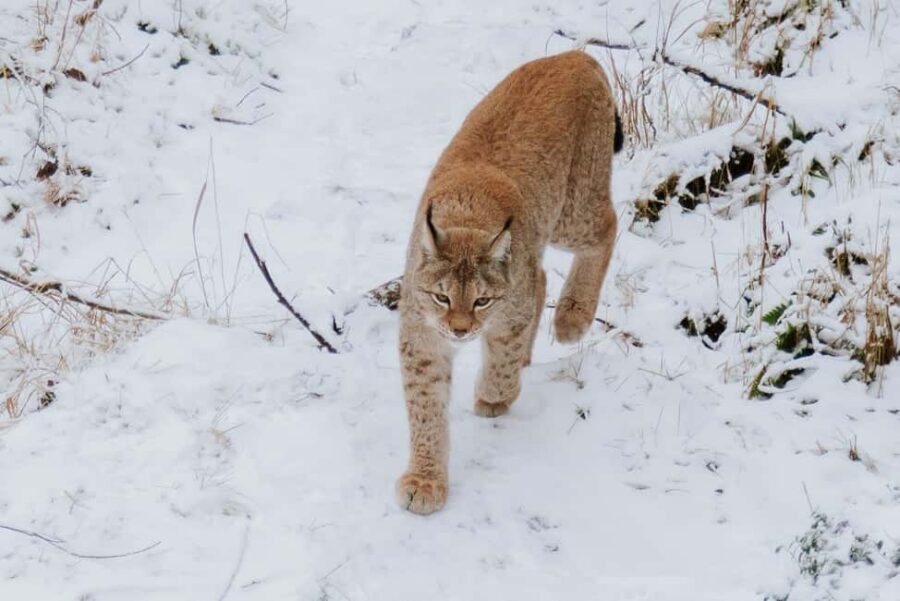 From Rovaniemi: Family Friendly Visit to Ranua Wildlife Park - Pickup by van: the part of the day you don’t have to manage
