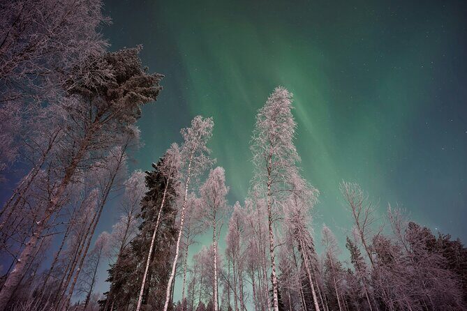 From Rovaniemi: Northern Lights Tour with Campfire Snacks - Key Highlights Worth Knowing