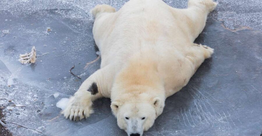 From Rovaniemi: Ranua Wildlife Park Experience - Key points before you go