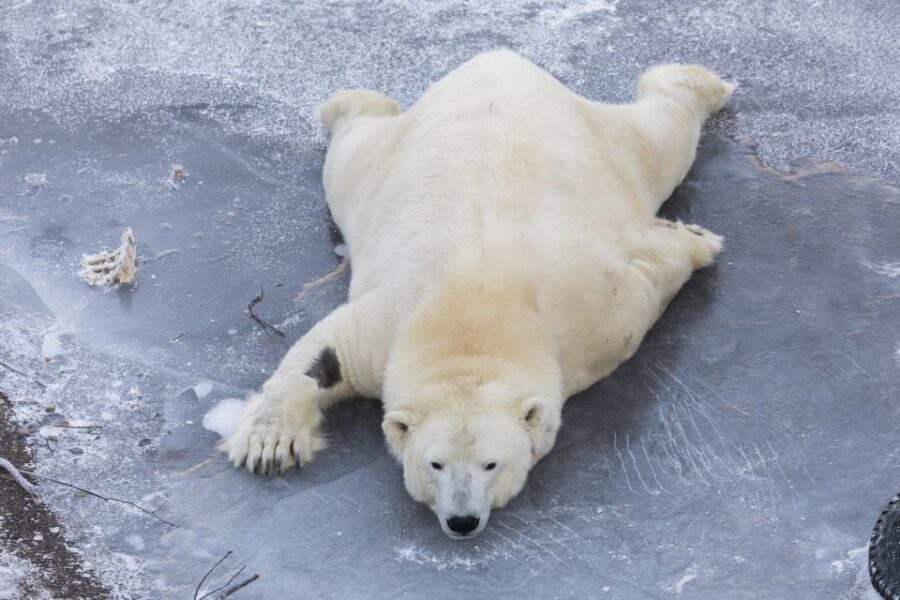 From Rovaniemi: Ranua Wildlife Park Experience - Ranua Zoo buffet lunch: where the day’s comfort comes in