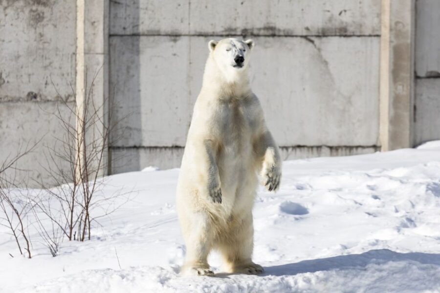 From Rovaniemi: Ranua Wildlife Park Experience - Shopping stop after lunch: Fazer sweets and a wine shop