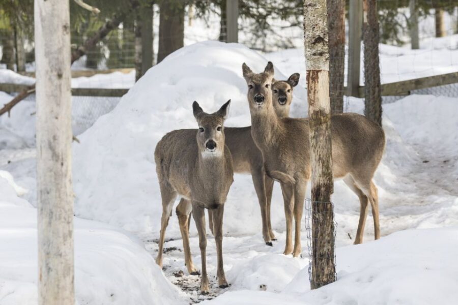 From Rovaniemi: Ranua Wildlife Park Experience - Price and value: what $247 buys you (and what it doesn’t)