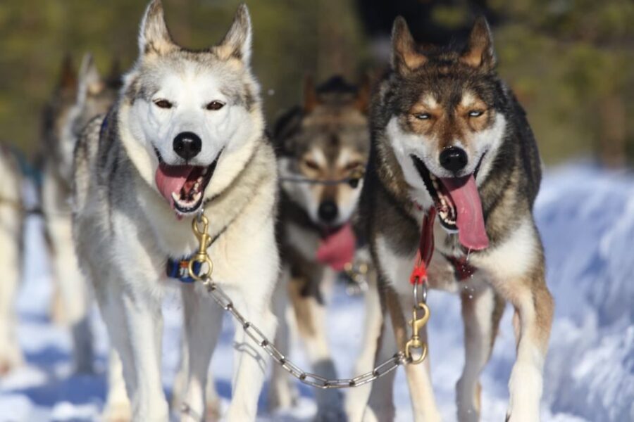 From Rovaniemi: Self-Driven 10km Husky Sled Ride - Key moments you’ll care about