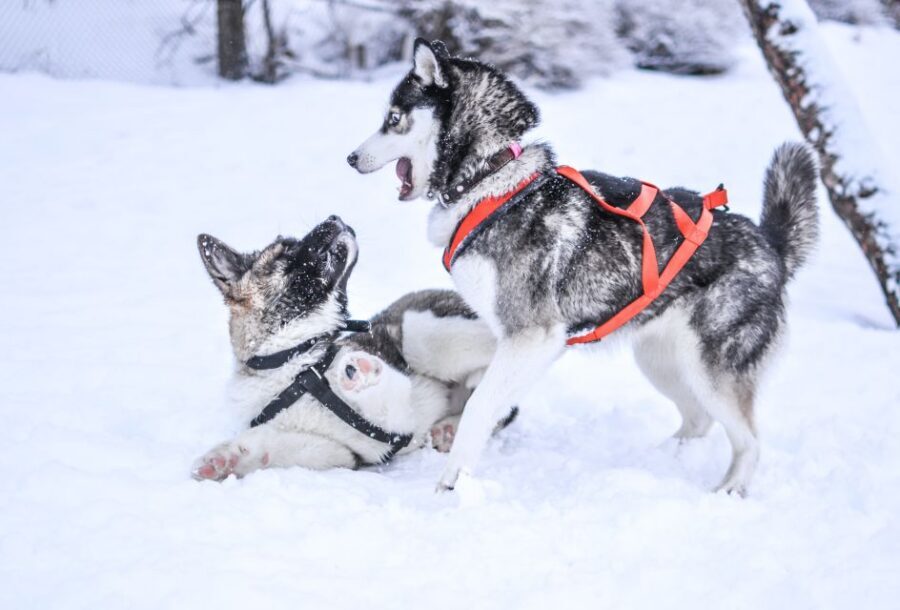 From Rovaniemi: Self-Driven 10km Husky Sled Ride - Getting From Rovaniemi To The Husky Farm (And Why The Drive Matters)