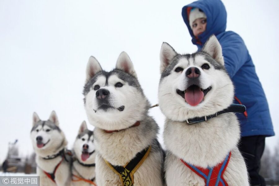 From Rovaniemi: Self-Driven 10km Husky Sled Ride - Self-Driving The 10 km Husky Sled Ride: What Captaincy Feels Like