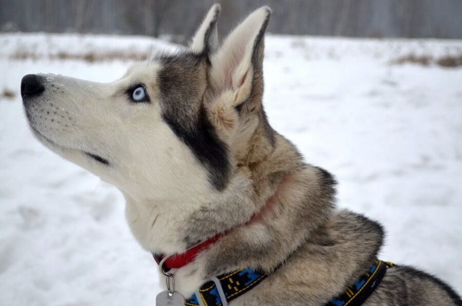 From Rovaniemi: Self-Driven 10km Husky Sled Ride - FAQ