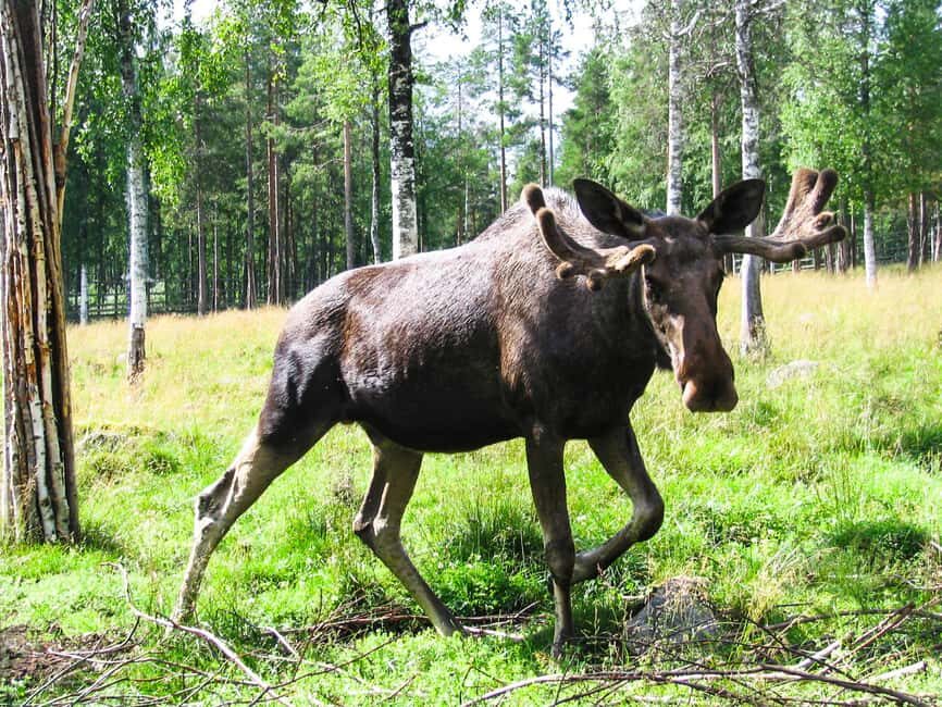 From Rovaniemi: Visit Wildlife Park in Ranua - Key highlights you should care about