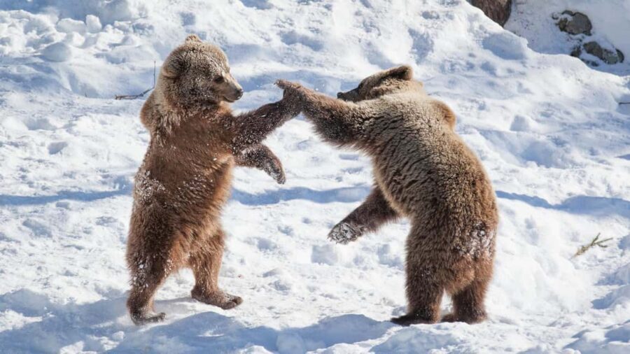 From Rovaniemi: Visit Wildlife Park in Ranua - Ranua Wildlife Park from Rovaniemi: the real value of a 5-hour trip