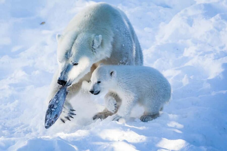 From Rovaniemi: Visit Wildlife Park in Ranua - Inside the park: how you actually see about 50 Arctic species