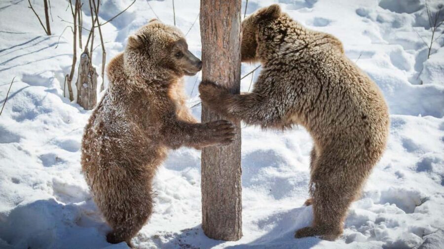 From Rovaniemi: Visit Wildlife Park in Ranua - Meet polar bears and more: what to look for during the animal time