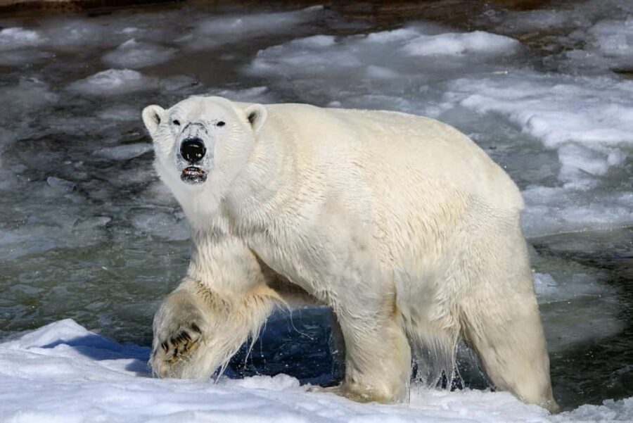 From Rovaniemi: Visit Wildlife Park in Ranua - Guide quality: why Reut’s style matters