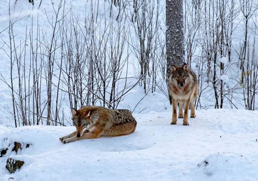 From Rovaniemi: Visit Wildlife Park in Ranua - Who this Ranua Wildlife Park day trip suits best