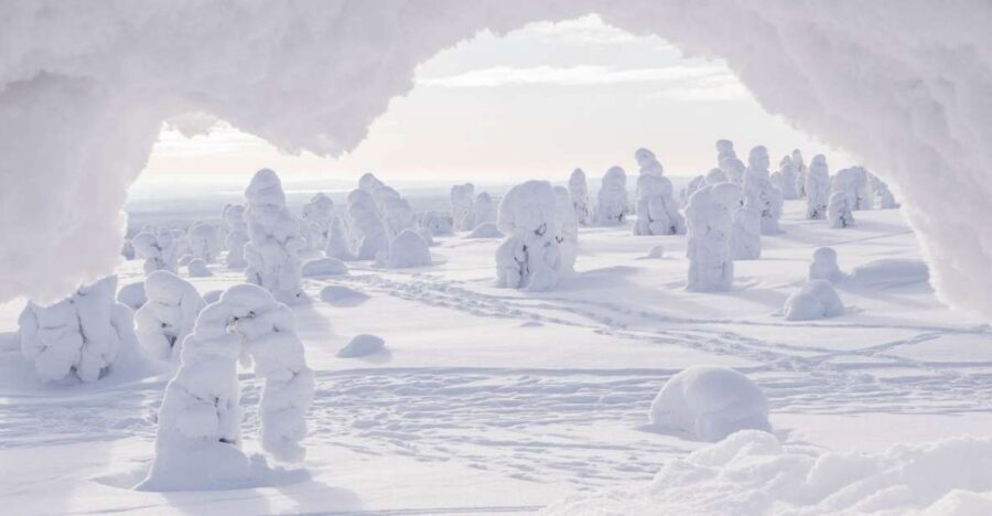 From Rovaniemi: Winter Wonderland Hike with a Hot Drink - Key Things To Know Before You Go