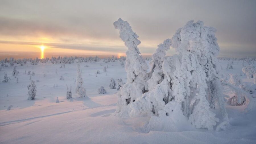 From Rovaniemi: Winter Wonderland Hike with a Hot Drink - Small Group (Up to 9): Less Crowding, More Calm