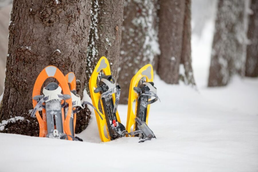 From Sirkka: Levi Summit Guided Nature Snowshoeing Tour - The guide is the difference: Lapland nature facts you’ll actually use